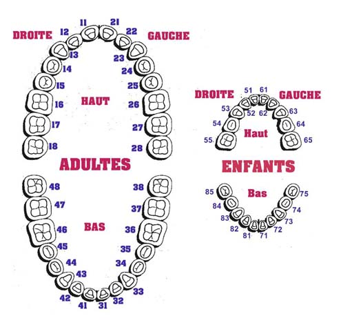 NOMENCLATURE DES DENTS Conseil Dentaire Dr Hauteville NOMENCLATURE DES DENTS Conseil Dentaire Dr Hauteville