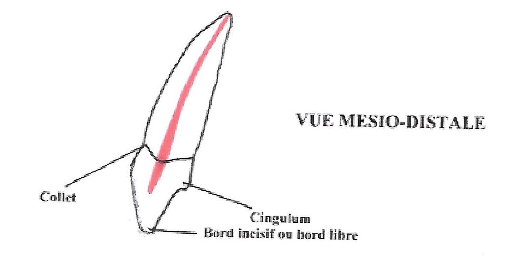 ANATOMIE DES DENTS HUMAINES: ATLAS DENTAIRE ET NOMENCLATURE.Par Le Dr.A ...