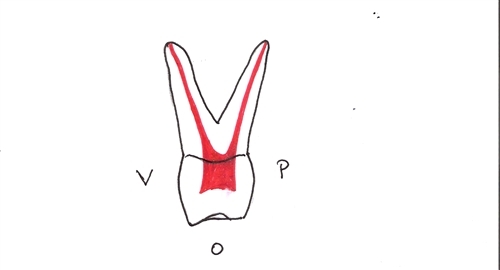 Anatomie Des Dents Humaines: Atlas Dentaire Et Nomenclature — Conseil ...