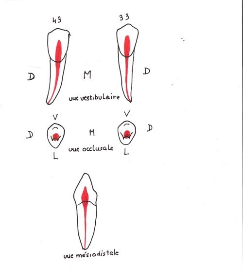 Anatomie Des Dents Humaines: Atlas Dentaire Et Nomenclature — Conseil ...