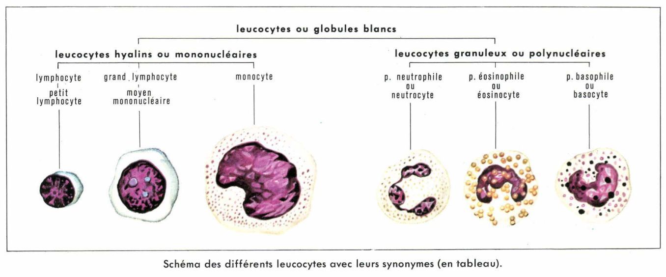 Leucocyte. — Conseil Dentaire Dr.Hauteville