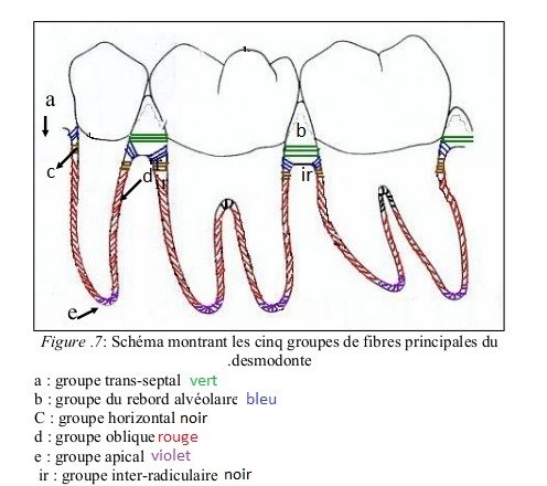 Sharpey (fibres De). — Conseil Dentaire Dr.Hauteville